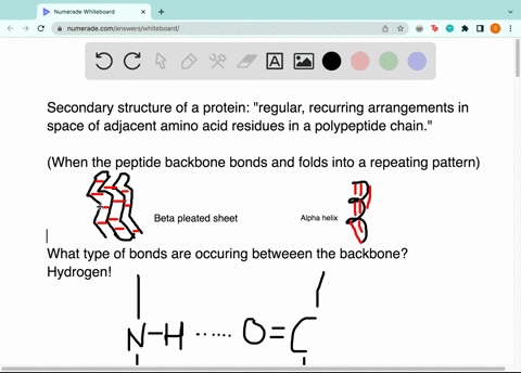 the-secondary-structure-of-proteins-is-stabilization-by-the-formation-of-bonds-between-peptide-bonds-84805