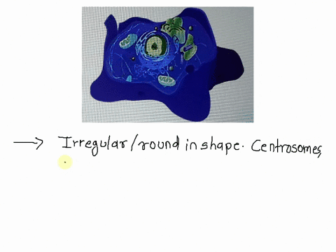 which-type-of-cell-is-pictured-on-the-right-56567