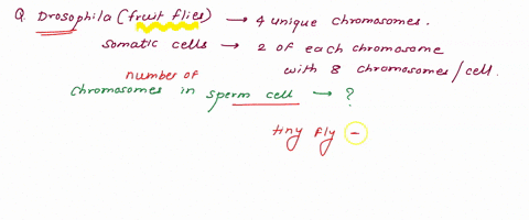drosophila-fruit-flies-have-unique-chromosomes_-somatic-cells-have-2-of-each-chromosome-with-8-chromosomes-total-per-cell-how-may-chromosomes-would-you-expect-to-see-in-a-sperm-cell-made-by-61777
