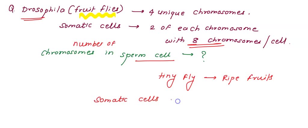 SOLVED: Drosophila (fruit flies) have unique chromosomes Somatic cells ...