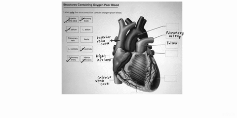 structures-containing-oxygen-poor-blood-label-only-the-structures-that-contain-oxygen-poor-blood-superior-venacava-puimonary-trunk-ratrium-latrium-pulmonary-vein-aorta-lventricle-rventricle-42128