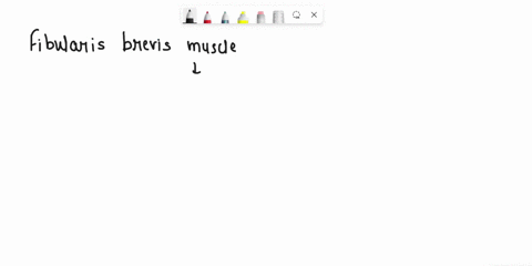 has-common-insertion-with-what-other-muscle-the-highlighted-muscle-fibularis-brevis-fibularis-tertius-popliteus-gastrocnemius-tibialis-posterior-to-save-all-e-qnsur7-save-all-ansurrs-57792