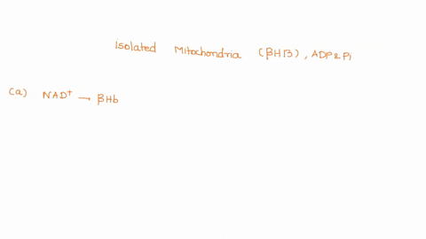 the-following-in-vitro-experiment-was-performed-with-isolated-mitochondria-in-an-aerobic-buffer-the-mitochondrial-suspension-was-supplied-with-b-hydroxybutyrate-bhb-adp-and-pi-as-the-experim-53914