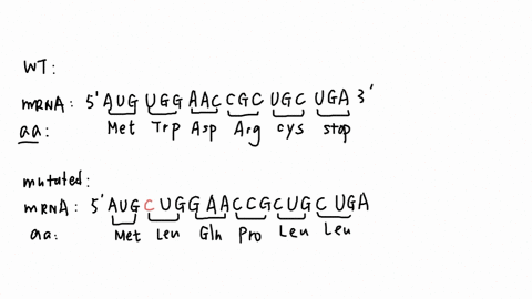 50-original-dna-sequence-t-a-c-a-c-c-t-t-g-g-c-g-a-c-g-a-c-t-mrna-sequence-algug-gaacc_gcug-clga-amino-acid-sequence-meihionine__irypiqphan-asparagine-arginine_-cyste-siqpi-mutaled-dna-seque-72036