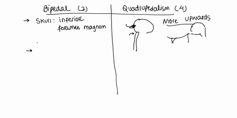 what-are-the-anatomical-features-indicative-of-bipedalism-how-do-those-features-differ-from-a-quadruped-50755