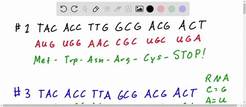 mutated-dna-sequence-3-t-a-c-a-c-c-t-t-a-g-c-g-a-c-g-a-c-t-whats-the-mrna-sequence-circle-the-change-what-will-be-the-amino-acid-sequence-will-there-likely-be-effects-what-type-of-mutation-i-28478