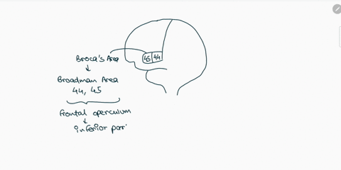 brocas-area-is-located-in-the-cortex-of-the-left-hemisphere-in-an-area-known-as-a-the-planum-tempo-2-02796