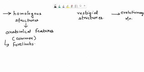 how-homologous-structures-and-vestigial-structures-are-evidence-of-evolutionary-relationships-06116