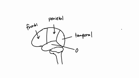 primary-sensory-cortex-location