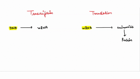 create-a-flow-chart-to-describe-the-process-of-transcription-and-translation-do-not-want-sentences-simply-want-few-words-describing-the-steps-of-transcription-and-steps-of-translation-while-33944