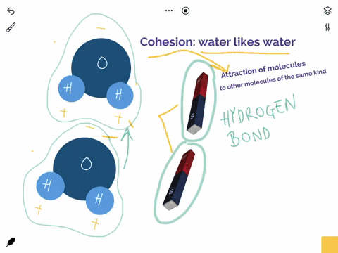 properties-of-water-1-how-is-the-definition-of-cohesion-2-what-causes-surface-tension-in-water-3-water-has-a-high-specific-heat-how-does-that-moderate-coastal-temperatures-4-what-makes-water-70098