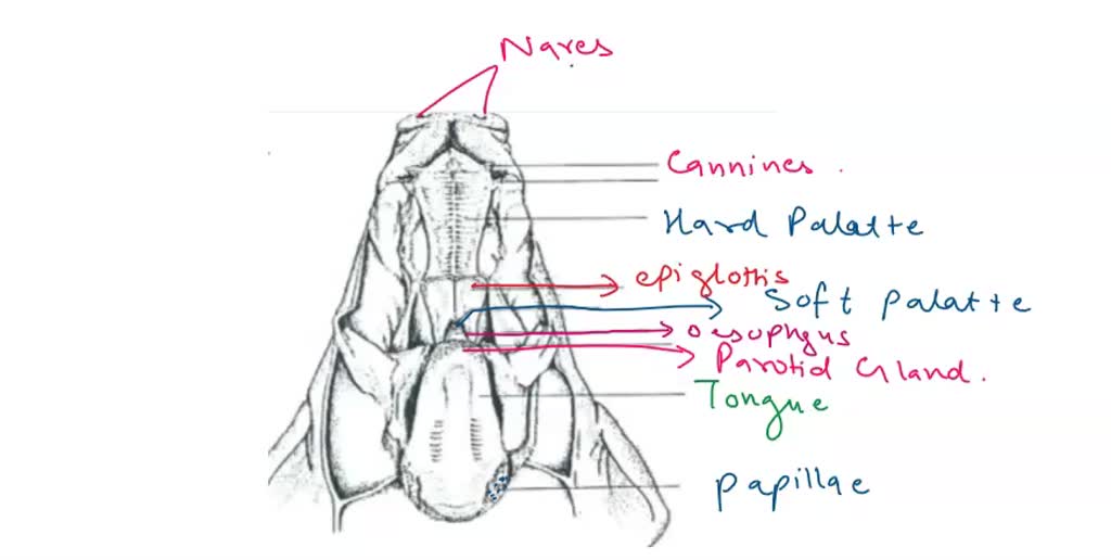 SOLVED: Label the following diagrams: congue papillae pinnae Incisor ...