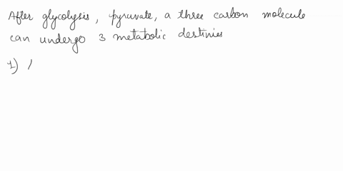 what-are-the-three-metabolic-destiny-of-pyruvate-after-glycolysis-explain-their-products-and-type-of-reaction-85902