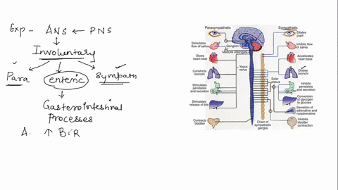 which-of-the-following-is-not-a-response-to-activation-of-the-sympathetic-division-of-the-autonomi-2-55975