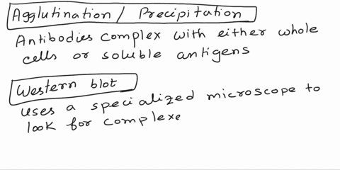 place-the-descriptions-into-the-correct-banners-of-this-infographic-to-show-your-understanding-of-immunologic-diagnostic-methods-examples-include-pregnancy-and-rapid-strep-tests-agglutinatio-91133