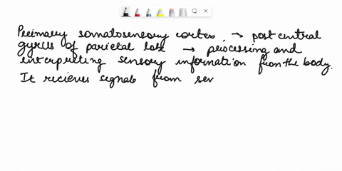 the-primary-somatoesthetic-cortex-post-central-gyrus-a-maps-the-body-contralaterally-upside-down-and-unequally-b-is-usually-found-only-in-the-right-cerebral-hemisphere-c-serves-as-the-site-f-91833