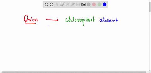 does-an-onion-plant-essential-process-happen-in-a-cell-83544