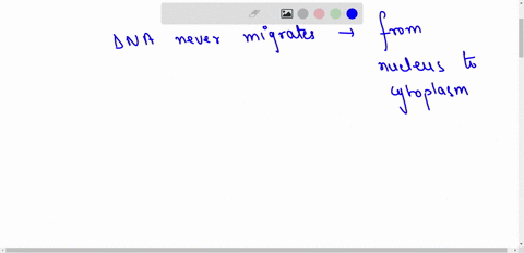 question-13-dna-never-migrates-from-the-nucleus-to-the-cytoplasm-to-participate-directly-in-protein-synthesis-true-false-57455