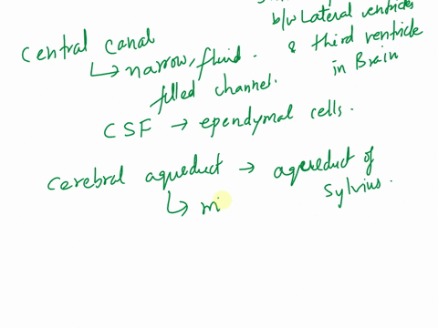lab-174-braln-and-cranial-nerve-anampiz-excrcise-17-revicw-shcct-art-labellng-activity-3-idunlly-tna-ccturus-uathad-ibh-oxubro-selal-f-uid-palt-a-drag-the-iabelt-onto-iha-dlaqram-identily-th-92835
