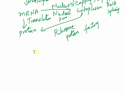 explain-the-process-of-how-a-protein-is-made-and-transported-inout-of-a-cell-starting-with-mrna-by-trying-to-explain-it-in-terms-of-a-large-scale-process-83544