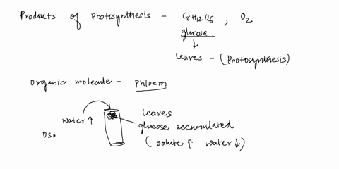 describe-how-the-products-of-photosynthesis-are-transported-throughout-a-plant-what-is-the-role-of-chlorophyll-83084
