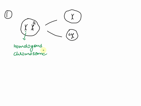 meiosis-is-different-from-mitosis-because-homologous-chromosomes-line-up-next-to-each-other-and-then-the-two-homologous-chromosomes-separate-the-figure-shows-meiosis-for-a-cell-with-a-single-07207