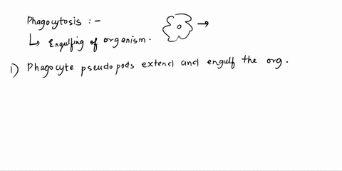 place-the-steps-of-phagocytosis-in-order-from-first-to-last-items-5-items-drag-and-drop-into-the-appropriate-area-items-in-order-first-phagocyte-pseudopods-exten-d-and-engulf-the-organism-1-52392
