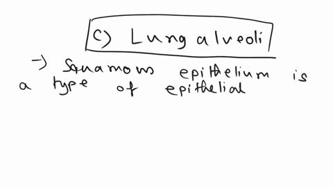 squamous-epithelium-occurs-in-inner-lining-of-a-kidney-b-pancreatic-duct-c-lung-alveoli-d-heart-e-liver-54448