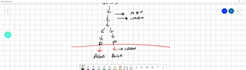 which-process-directly-generates-atp-during-cellular-respiration-but-not-during-fermentation-lactate-reduction-glycolysis-pyruvate-oxidation-the-citric-acid-cycle-84278