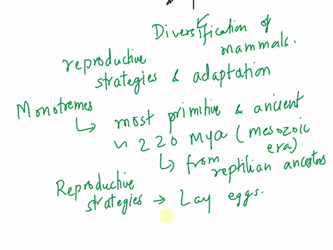 outline-the-evolution-of-monotreme-marsupial-and-placental-mammals-83199