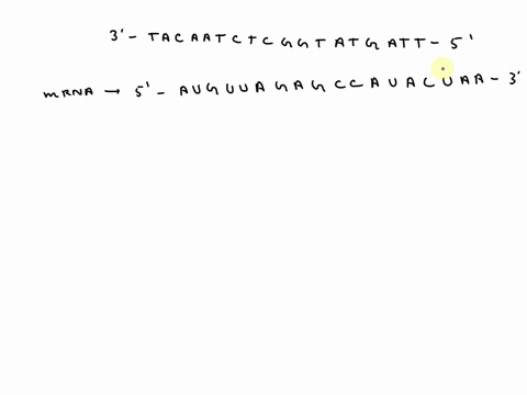 please-indicate-in-the-answer-3-tacaatctcggtatgatt-5-transcribe-the-above-dna-into-mrna-below-translate-the-above-mrna-into-amino-acid-sequence-below-first-base-second-base-third-base-u-g-uu-07288