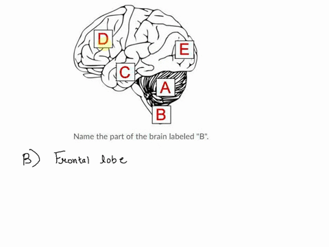 name-the-part-of-the-brain-labeled-b-question-17-options-a-medulla-oblongata-b-frontal-lobe-c-cerebellum-d-temporal-lobe-a-name-the-part-of-the-brain-labeled-b-18785
