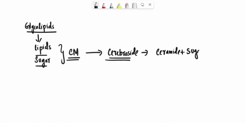 biochemistry-please-give-me-simple-point-answers-with-typing-no-handwriting-q34-glucocerebroside-synthesis-48424