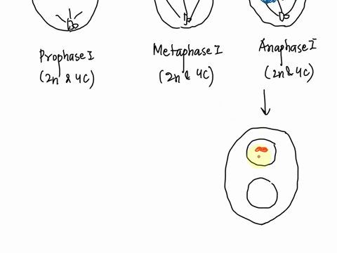 draw-meiosis-with-3-pairs-of-chromosomes-with-two-different-color-pencils-or-pens-38704