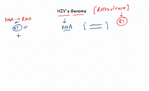 question-2-points-savo-answer-hivs-genome-of-rna-includes-the-code-for-reverse-transcriptase-rt-an-enzyme-that-acts-early-in-infection-to-synthesize-dna-genome-off-of-an-rna-template-the-hiv-44028