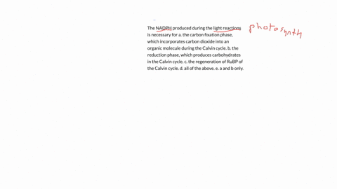 the-nadph-produced-during-the-light-reactions-is-necessary-for-a-the-carbon-fixation-phase-which-incorporates-carbon-dioxide-into-an-organic-molecule-during-the-calvin-cycle-b-the-reduction-phase-whic