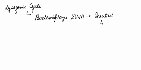 bacteriophage-dna-is-inserted-into-the-bacterial-genome-in-lytic-cycle-lysogenic-cycle-both-lytic-and-lysogenic-cycle-47499