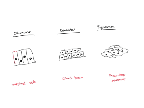 Place the images into the box thay names the proper type of...