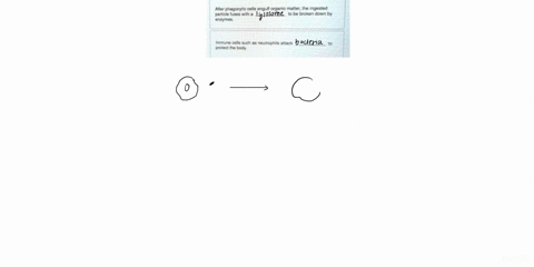 eztomheducationcomhmtpx-value-058-points-complete-the-following-sentences-to-explain-the-process-of-phagocytosis-phagocylosis-cells-such-as-macrophages-form-through-the-extracellular-matrix-50532