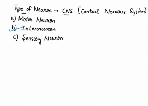 what-type-of-neuron-lies-completely-in-the-cns-a-motor-neuron-b-interneuron-c-sensory-neuron-17155