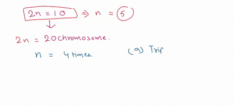 if-a-species-has-diploid-number-of-10-but-gave-rise-to-progeny-with-20-chromosomes-which-term-would-most-likely-describe-the-progeny-triploid-diploid-haploid-tetraploid-aneuploid-99888