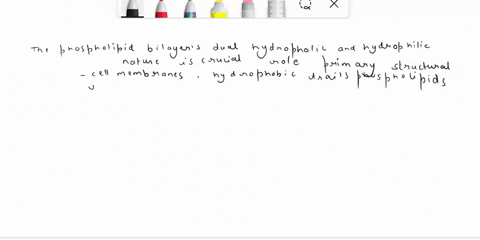 why-is-it-important-that-the-phospholipid-bilayer-be-both-hydrophobic-and-hydrophilic-55782
