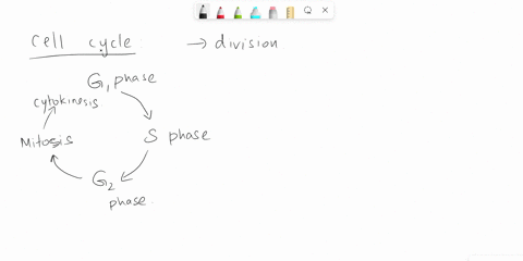 cells-in-this-stage-of-the-cell-cycle-will-stop-dividing-mitosis-s-phase-g1-phase-g0-phase-22494