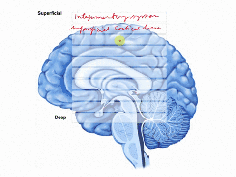place-the-following-structures-in-order-from-superficial-to-deep-place-the-following-structures-in-order-from-superficial-to-deep-superficial-periosteal-layer-of-dura-mater-integumentary-sys-95957