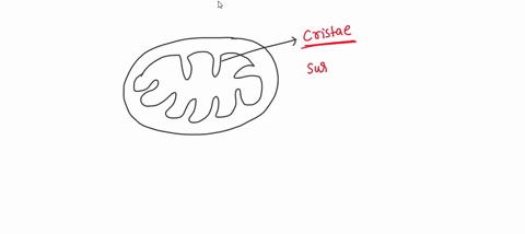 the-inner-membrane-folds-of-mitochondria-where-many-of-the-reactions-of-aerobic-cellular-respiration-occur-are-called-74518