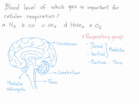 the-blood-level-of-which-gas-is-most-important-in-controlling-human-respiration-rate-nitrogen-carbon-monoxide-carbon-dioxide-nitric-acid-oxygen-51565