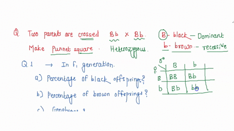 two-make-parents-are-crossed-bb-x-bb-bblack-b-brown-offspring-_-punnett-square-using-those-parents-and-determine-the-possible-types-of-and-answer-the-following-questions-questions-4pts-what-96202