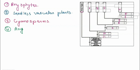 complete-this-phylogenetic-tree-to-demonstrate-the-evolutionary-history-of-the-major-plant-groups-and-highlight-some-important-adaptations-assign-major-plant-group-bryophyte-seedless-vascula-83753