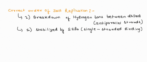 2-put-the-following-steps-of-dna-replication-in-chronological-order-2-pts-1-single-stranded-binding-proteins-attach-to-dna-strands-2-hydrogen-bonds-between-base-pairs-of-antiparallel-strands-70711