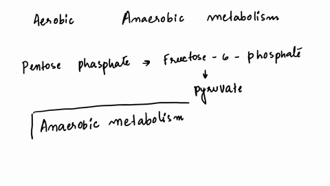 match-the-pathways-on-the-left-with-their-uses-in-aerobic-or-anaerobic-metabolism-of-glucose-clear-all-the-pentose-phosphate-pathway-starting-from-fructose-6-phosphate-aerobic-metabolism-gly-18205